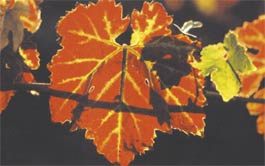 'Fall Colors, Alexander Valley, Sonoma County'