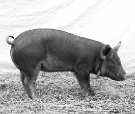 Red wattle pigs