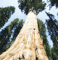 Hyperion redwood