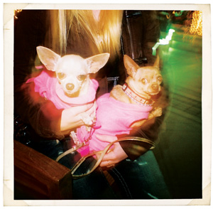 Chihuahuas