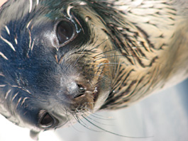 Northern fur seals