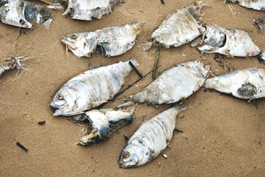 oceans in danger