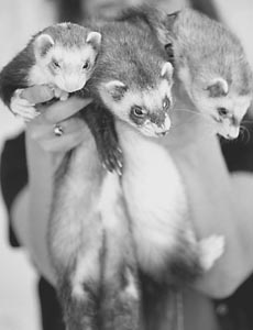ferrets in hand