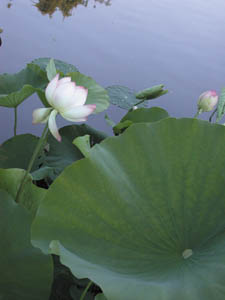 Lotus