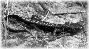 The Long-Toed Salamander