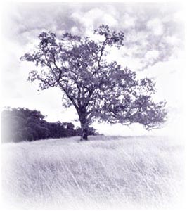 The Valley Oak