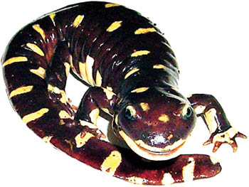 Salamander