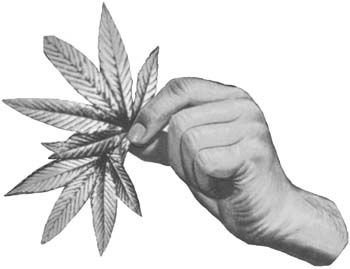 Hand holding marijuana leaves